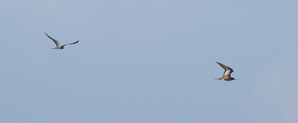 Sooty Tern - ML646943825