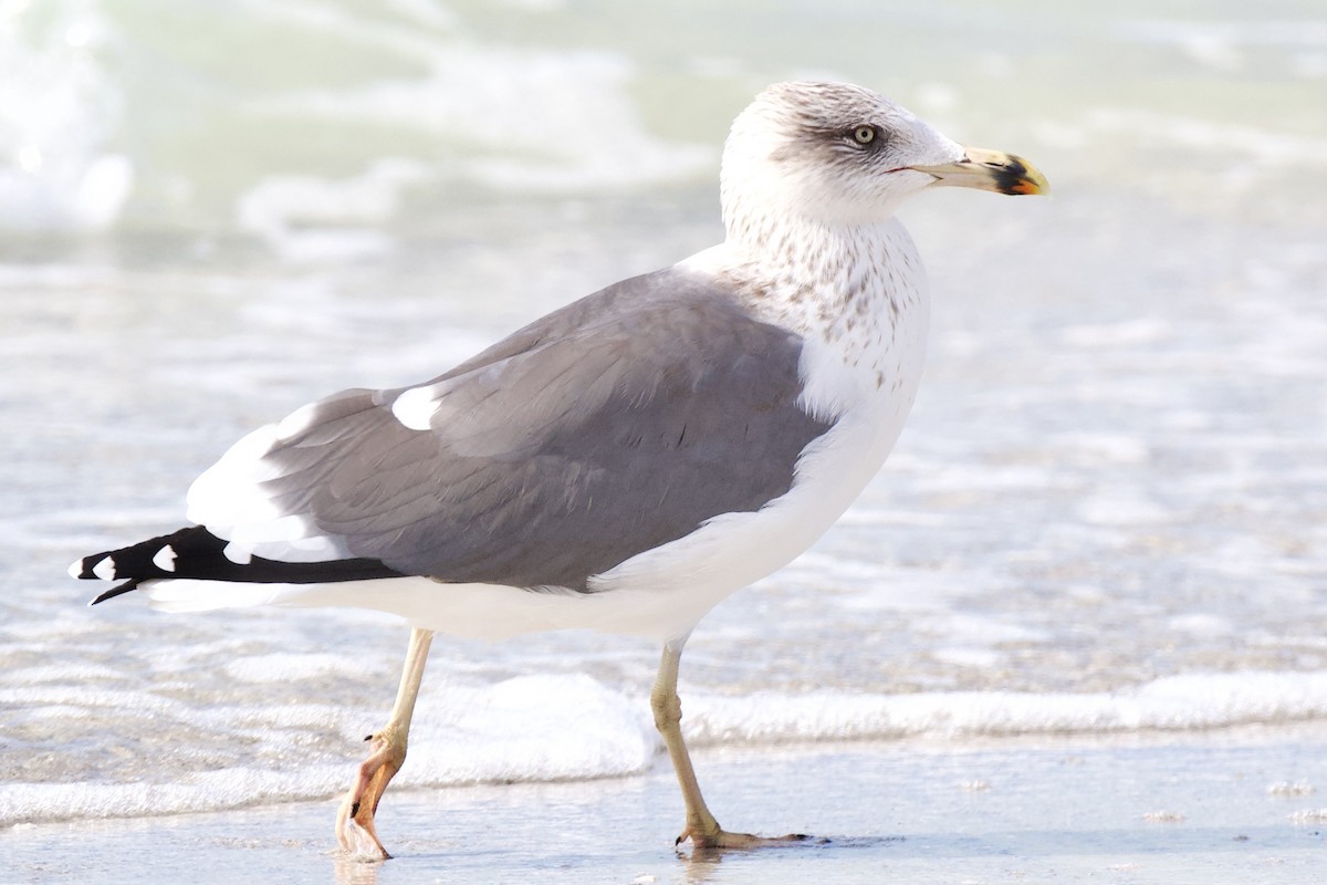 ニシセグロカモメ - ML646943832