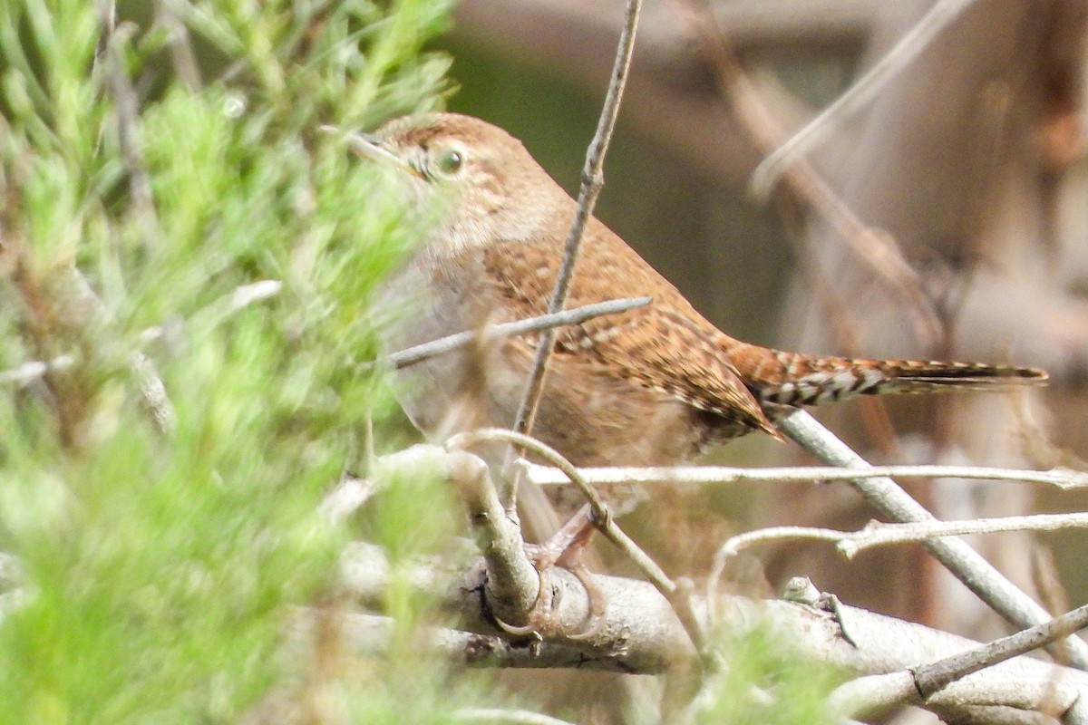 Northern House Wren - ML646943834