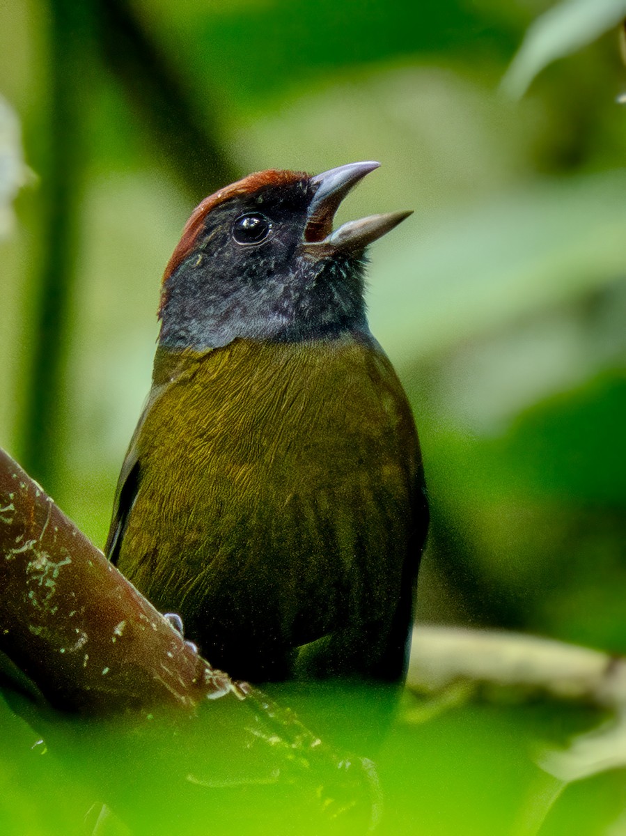 Olive Finch - ML646943835