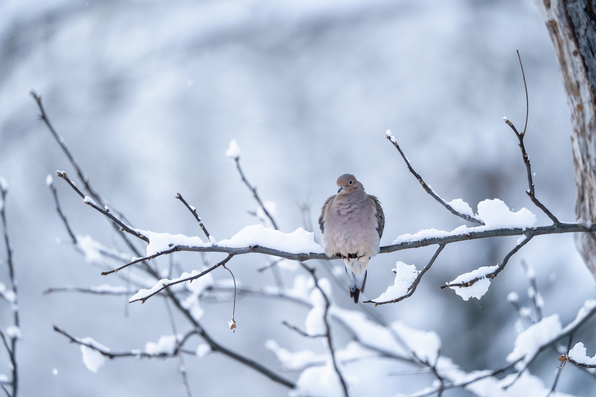 Зенаїда північна - ML646943836