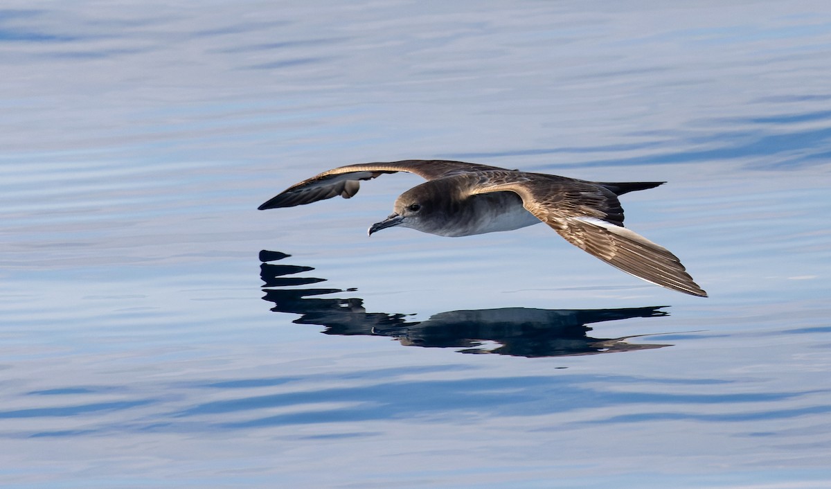 Wedge-tailed Shearwater - ML646943838