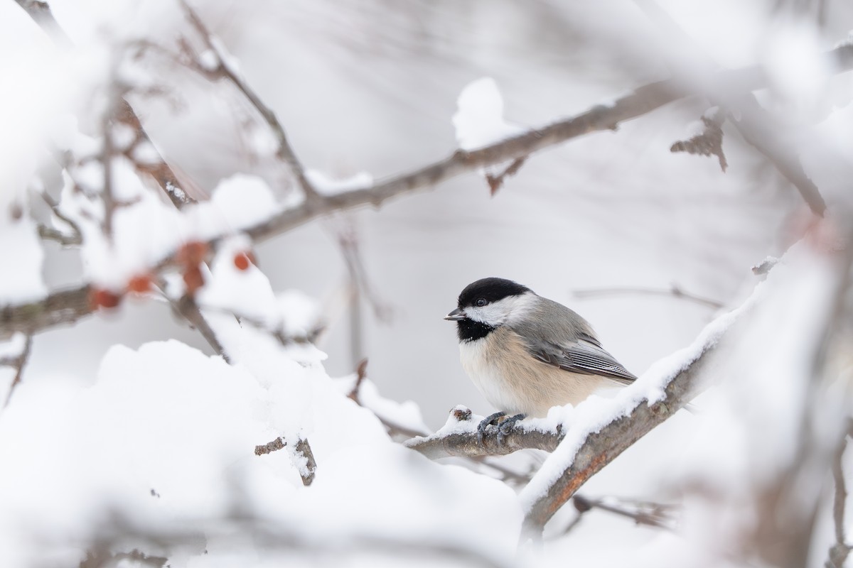 Гаїчка каролінська - ML646943840