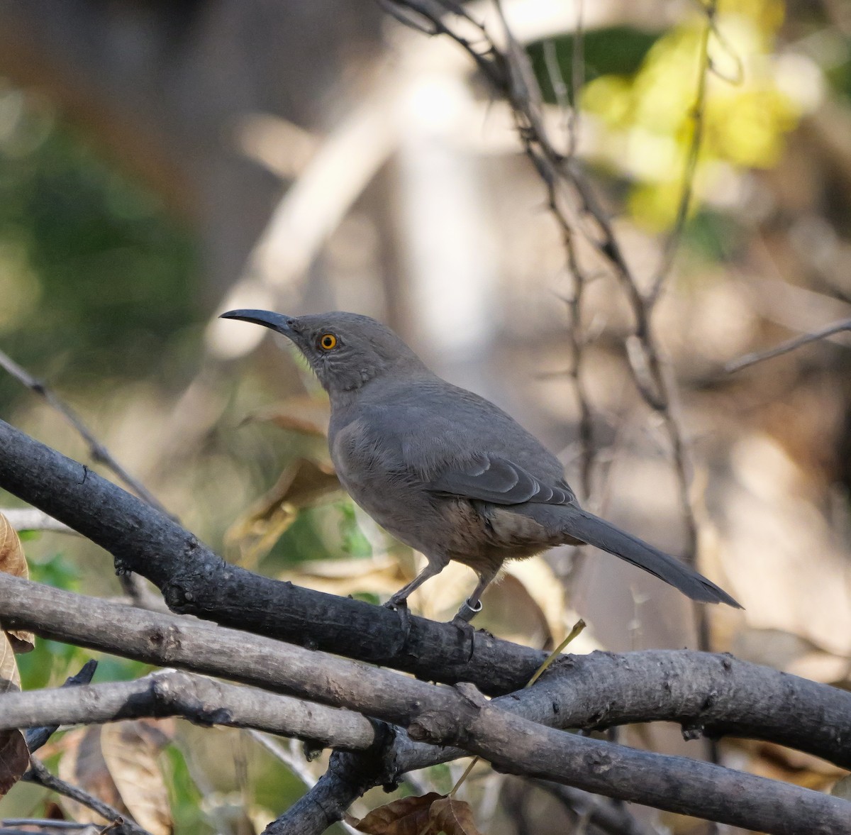 Curve-billed Thrasher - ML646943841