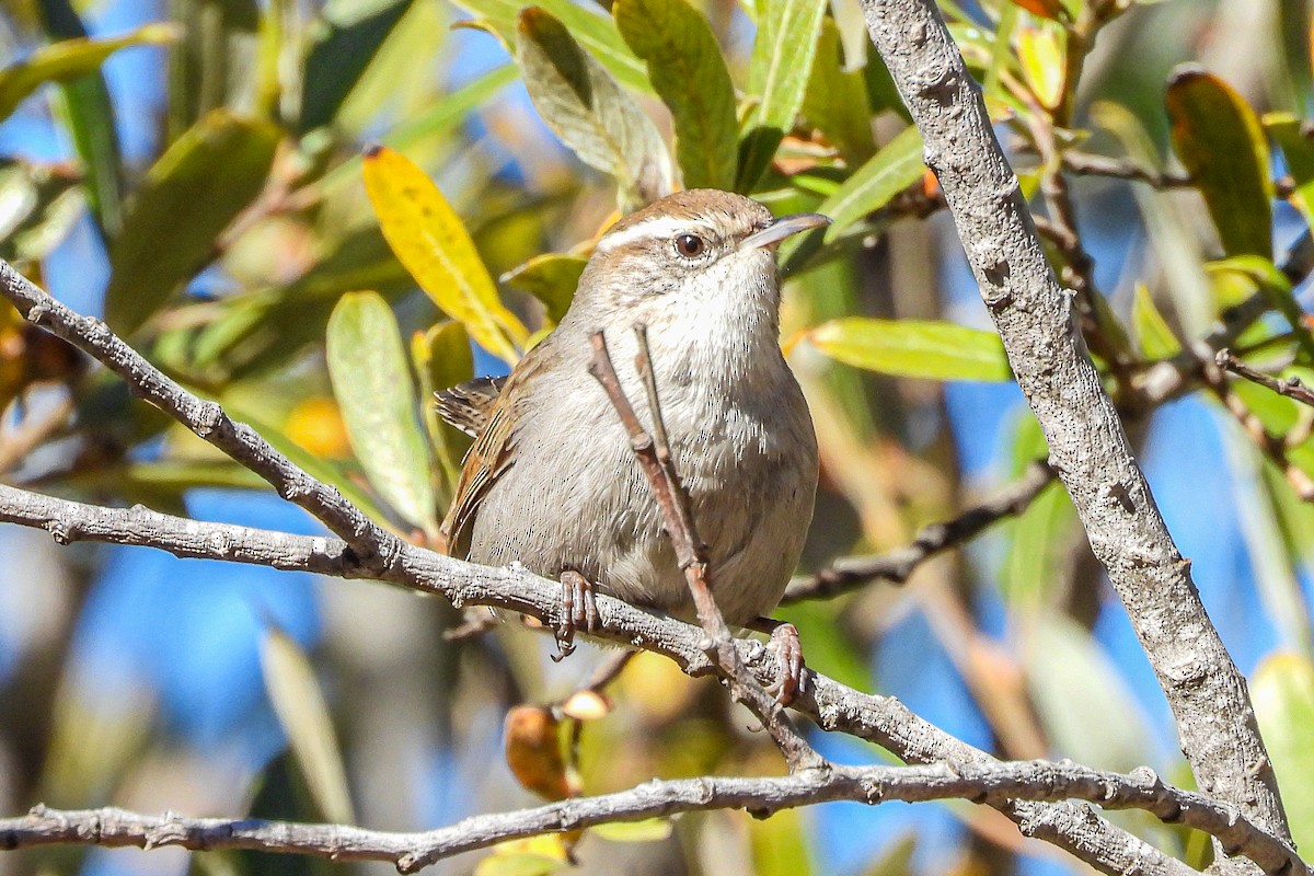 Troglodyte de Bewick - ML646943844