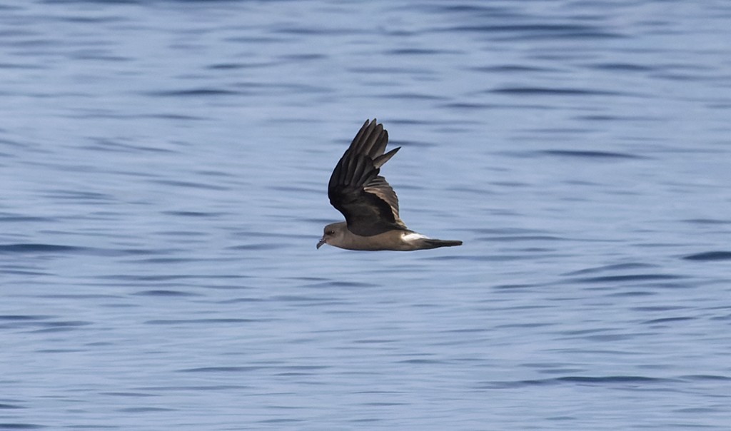 Leach's Storm-Petrel - ML646943846