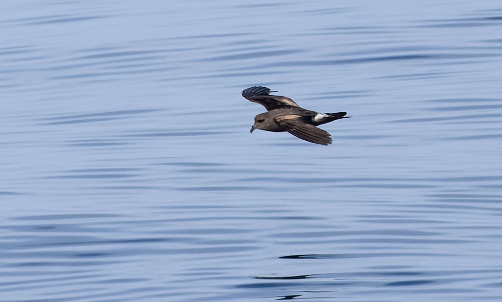 Leach's Storm-Petrel - ML646943847
