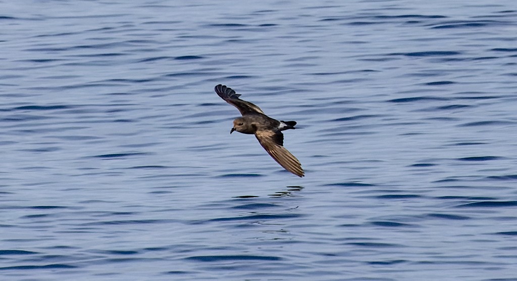 Leach's Storm-Petrel - ML646943848
