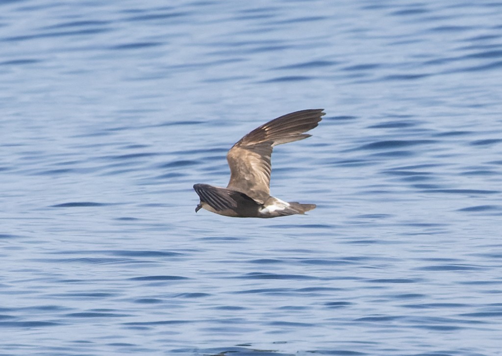 Leach's Storm-Petrel - ML646943849