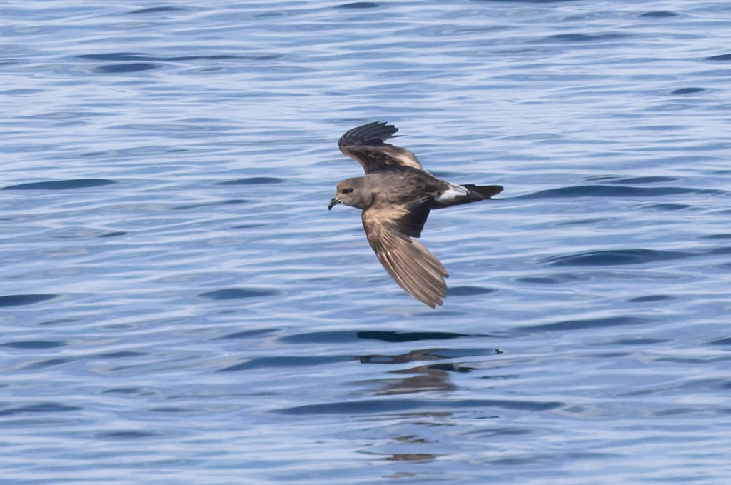 Leach's Storm-Petrel - ML646943850