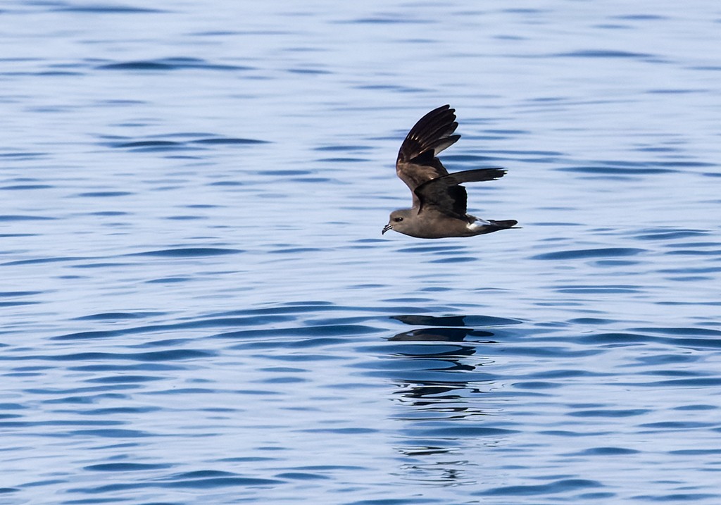 Leach's Storm-Petrel - ML646943851