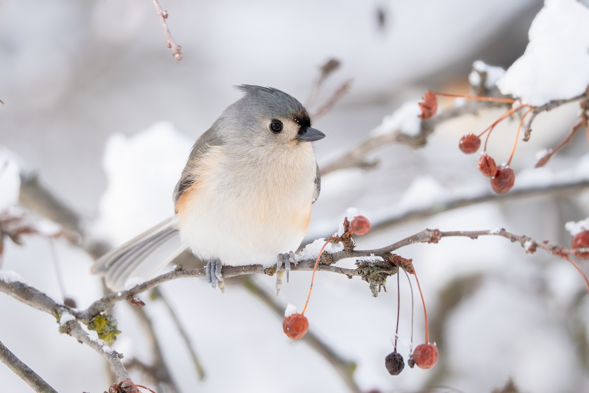 Синиця гострочуба - ML646943852