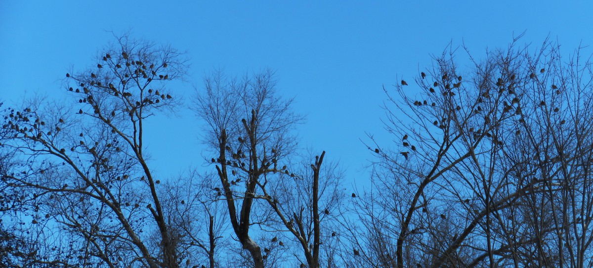 Buztanori boreala - ML646943862