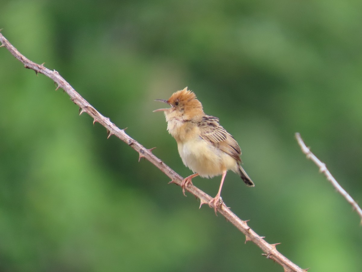 タイワンセッカ - ML646943864