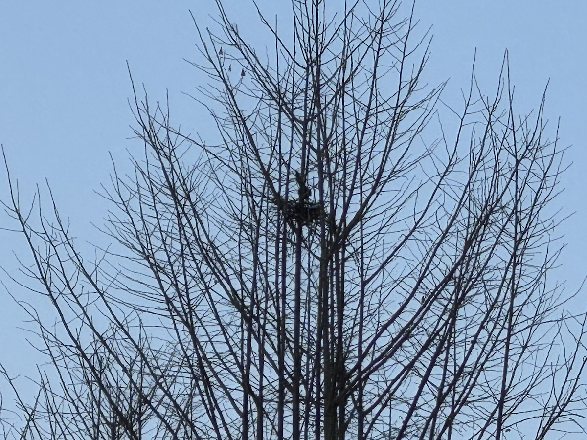 Urraca Oriental - ML646943865