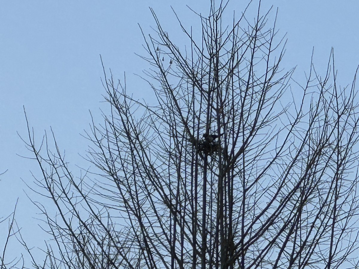 Urraca Oriental - ML646943866