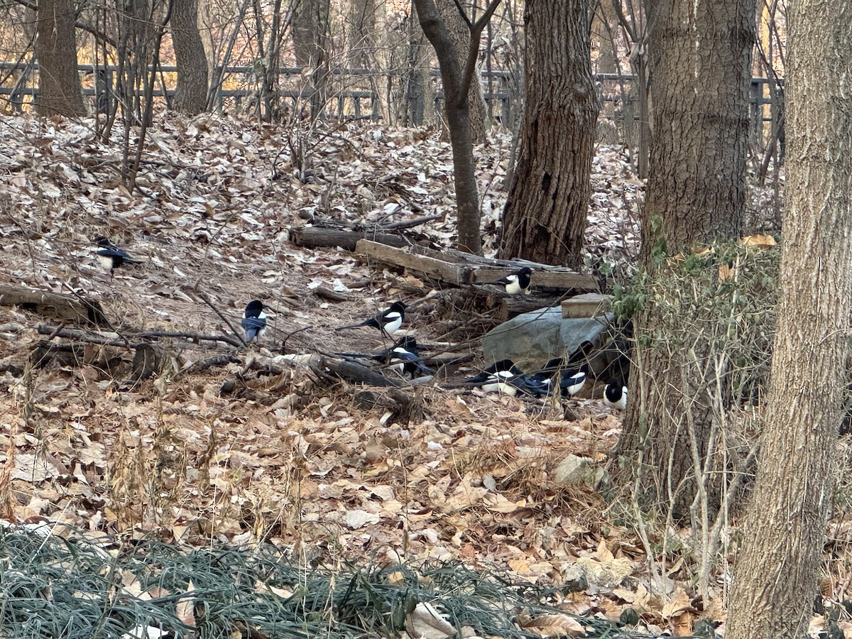 Urraca Oriental - ML646943867