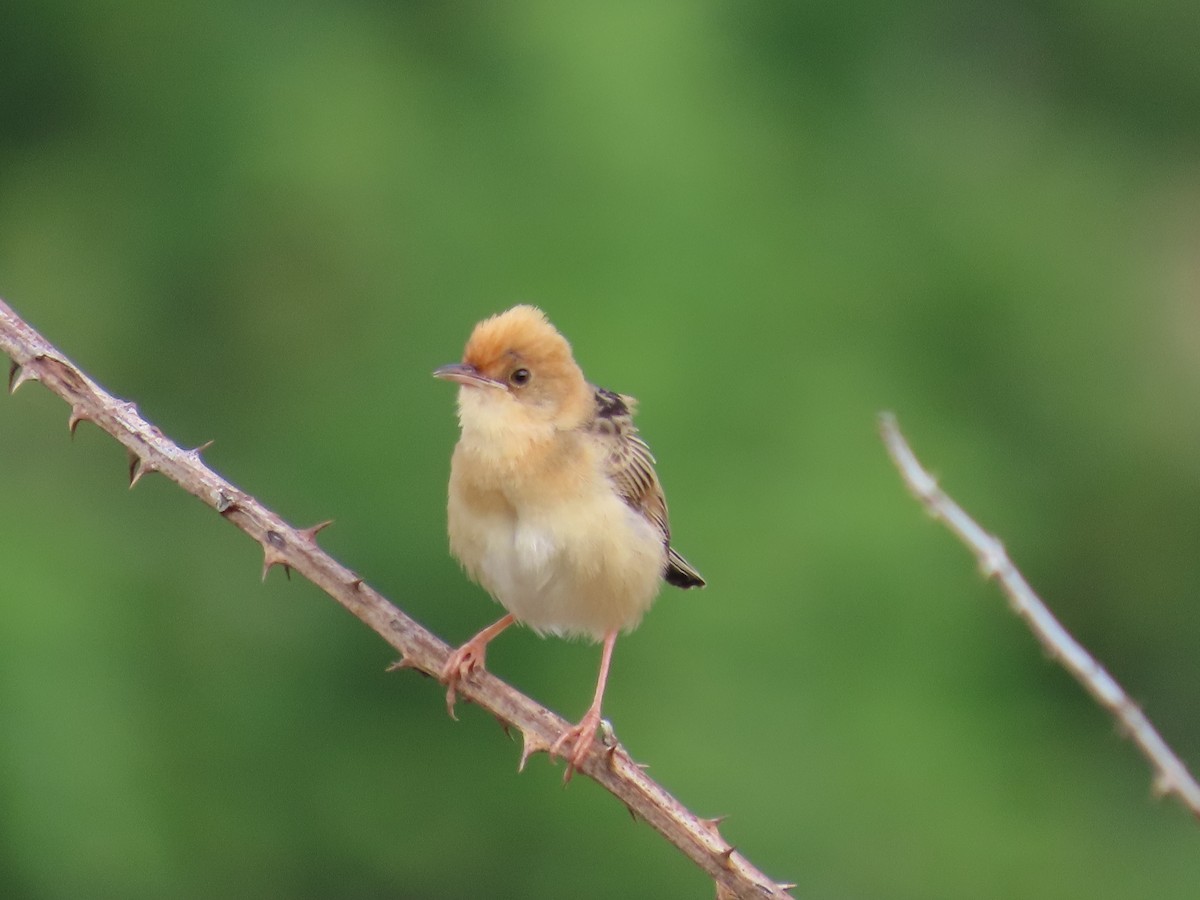 タイワンセッカ - ML646943868