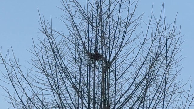 straka čínská - ML646943869