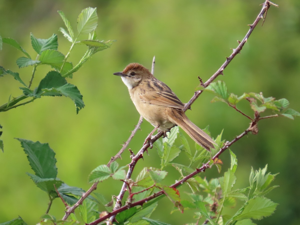 ズアカオオセッカ - ML646943872