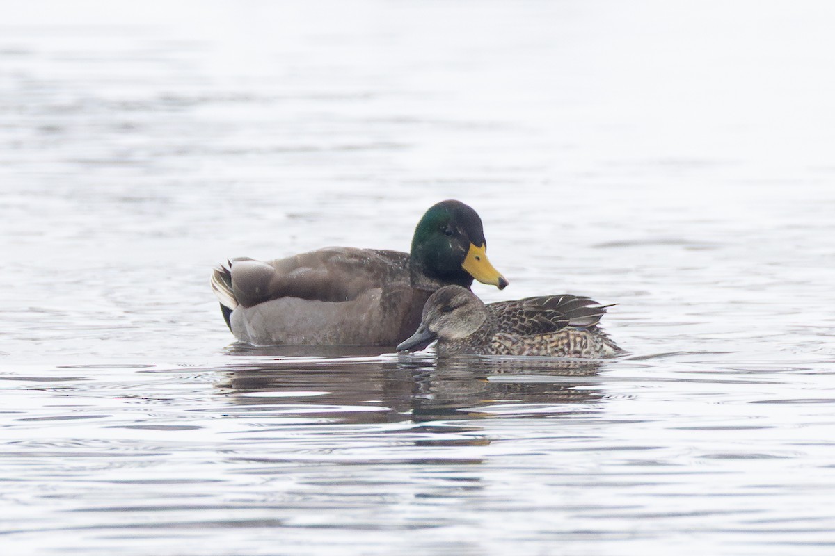 שרשיר - ML646943873