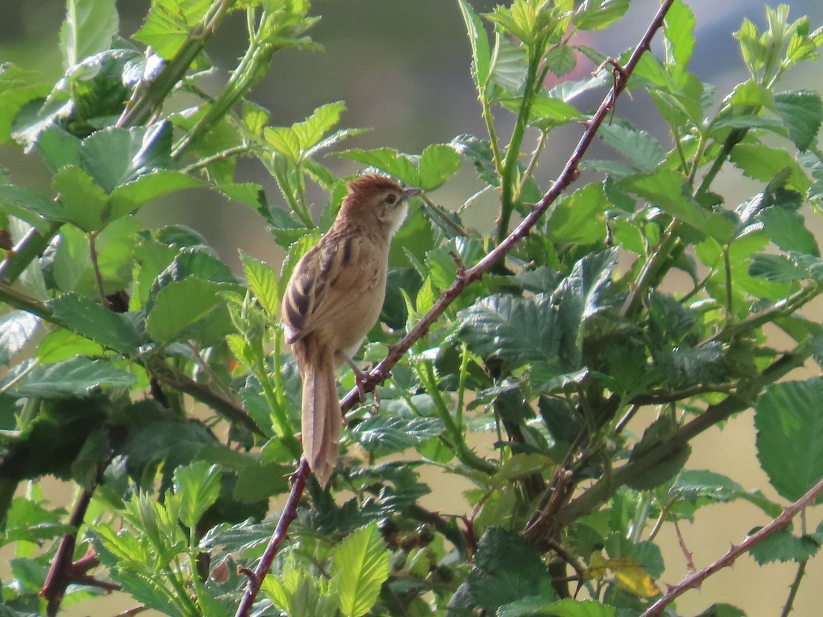 ズアカオオセッカ - ML646943874