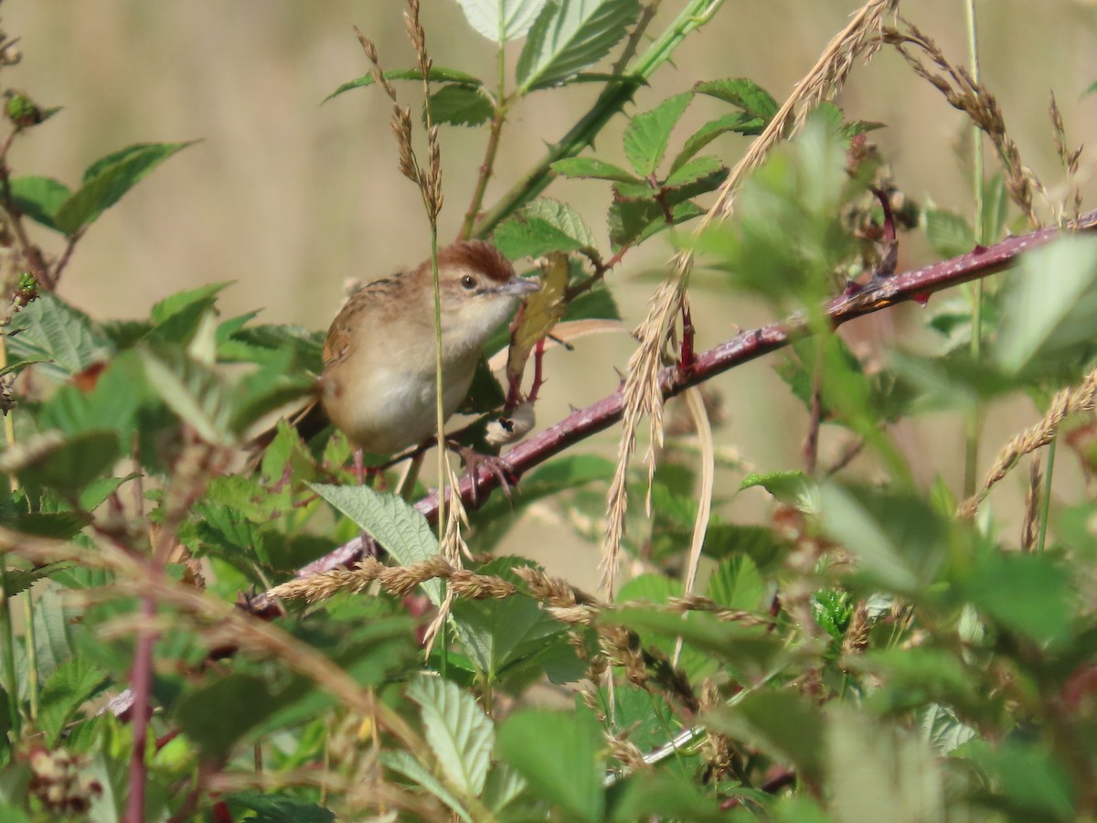 ズアカオオセッカ - ML646943875