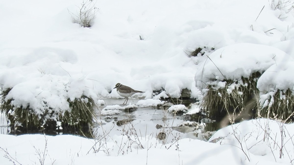 Пісочник крикливий - ML646943877