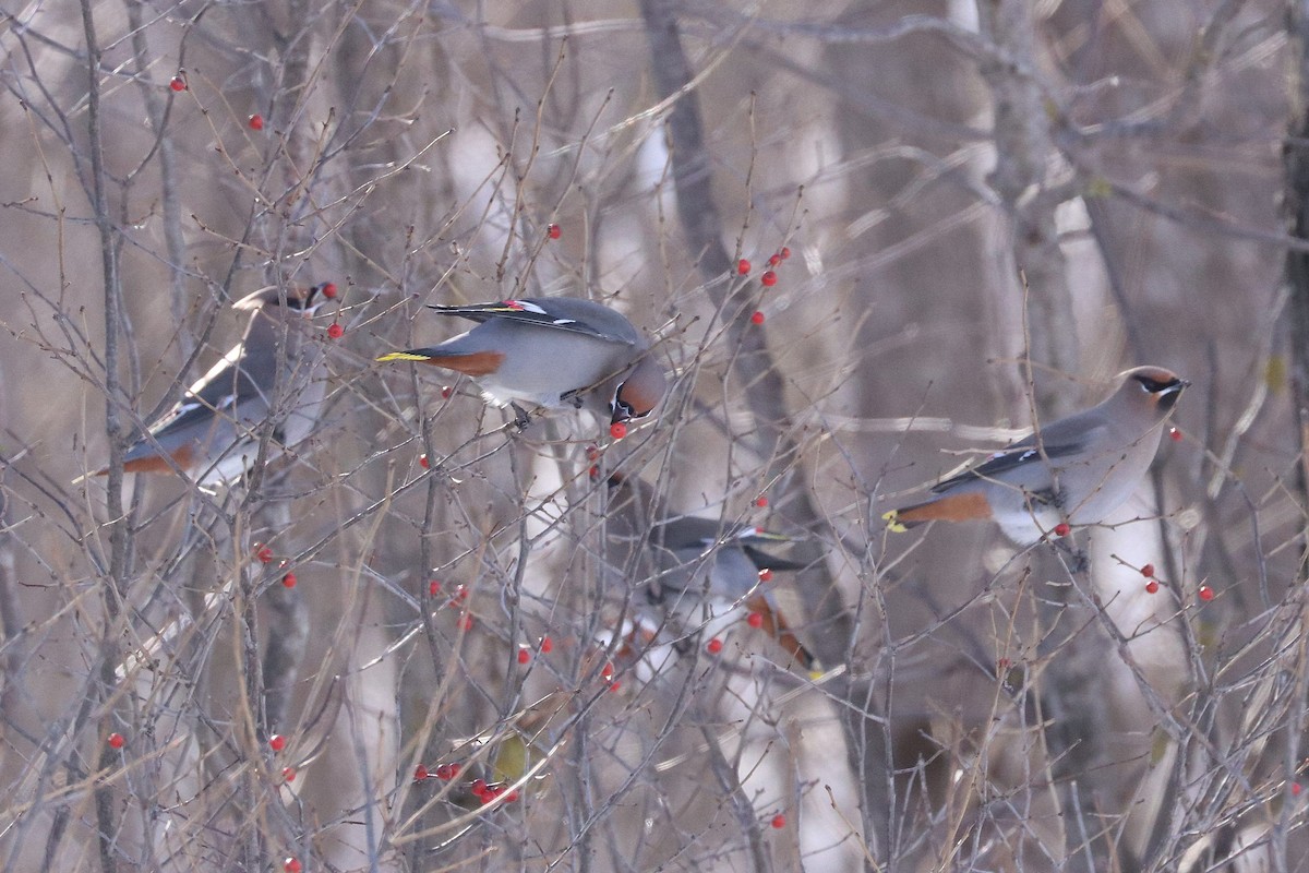 İpekkuyruk - ML646943883