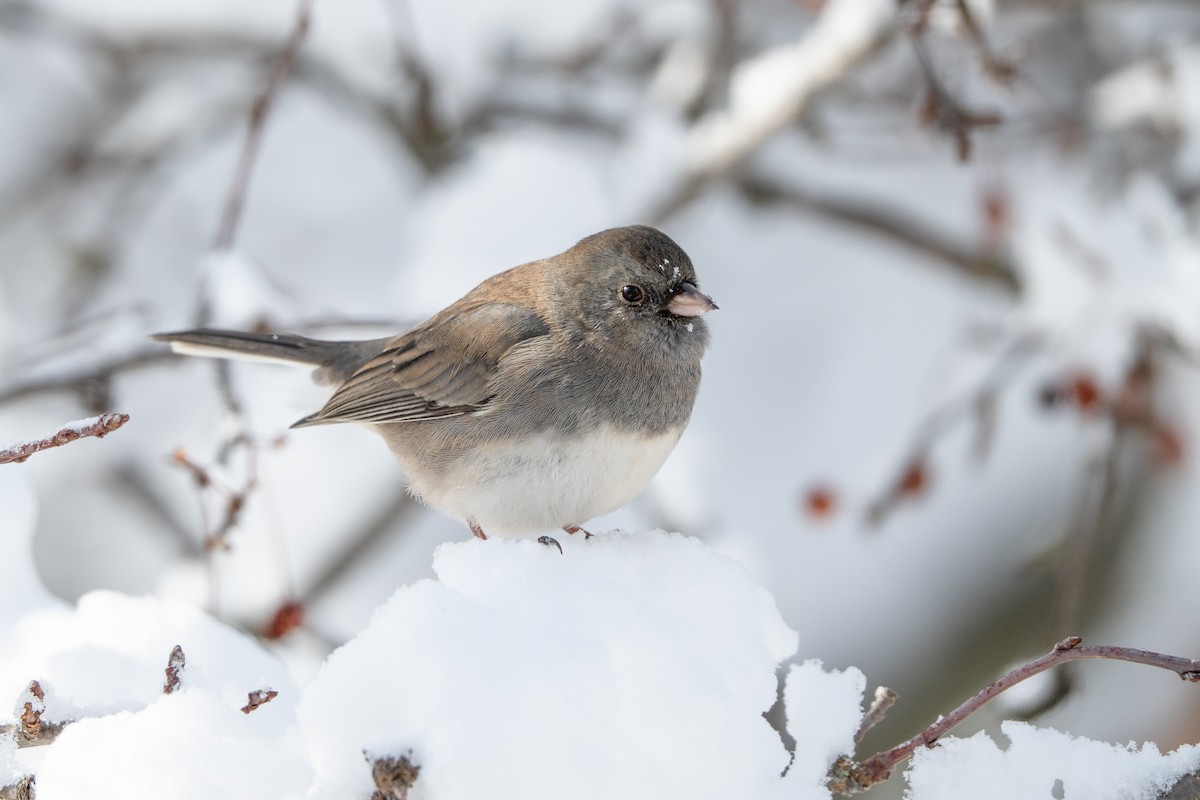Юнко сірий - ML646943885
