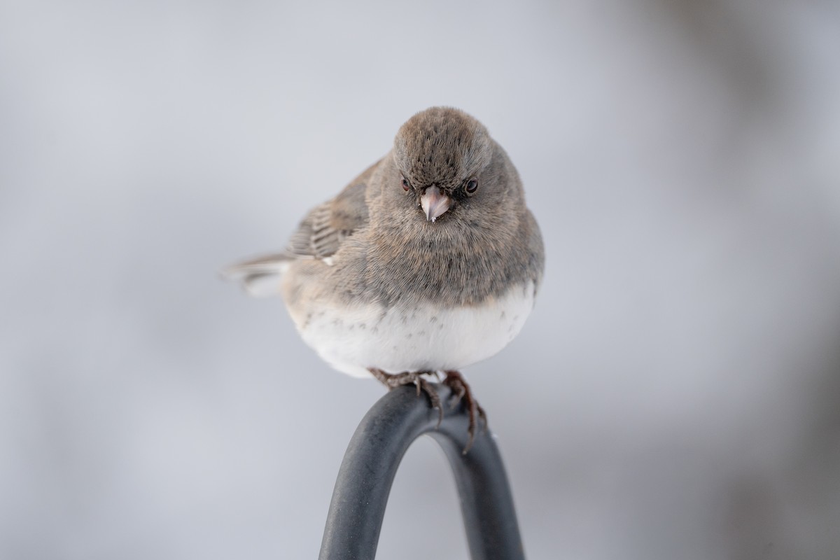 Юнко сірий - ML646943886