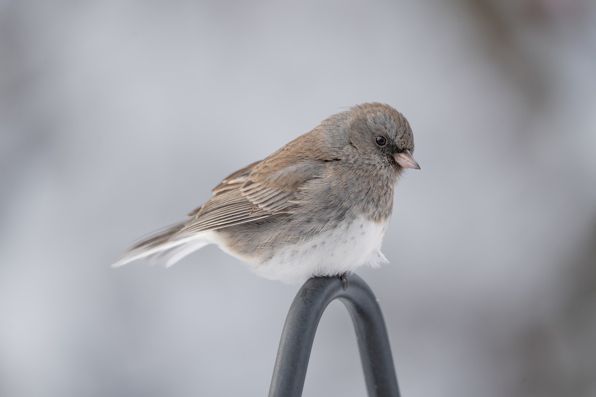 Юнко сірий - ML646943887