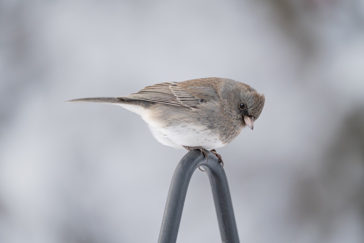 Юнко сірий - ML646943888