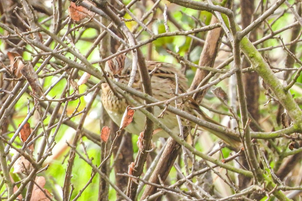 strnadec pruhohlavý - ML646943889