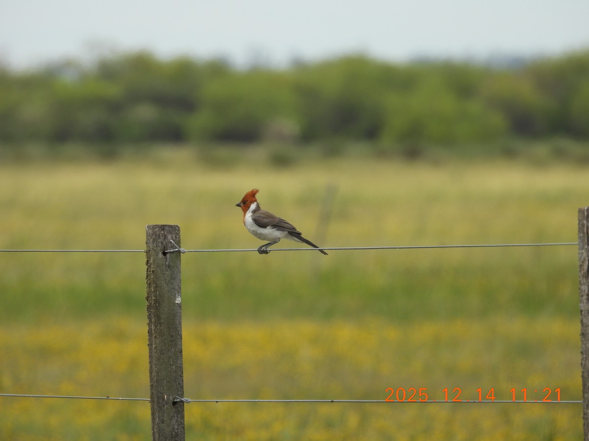 Пароарія чубата - ML646943892
