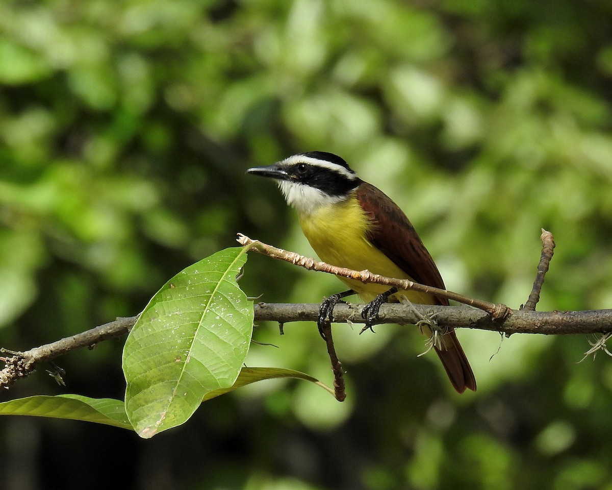 Bienteveo Común - ML646943893