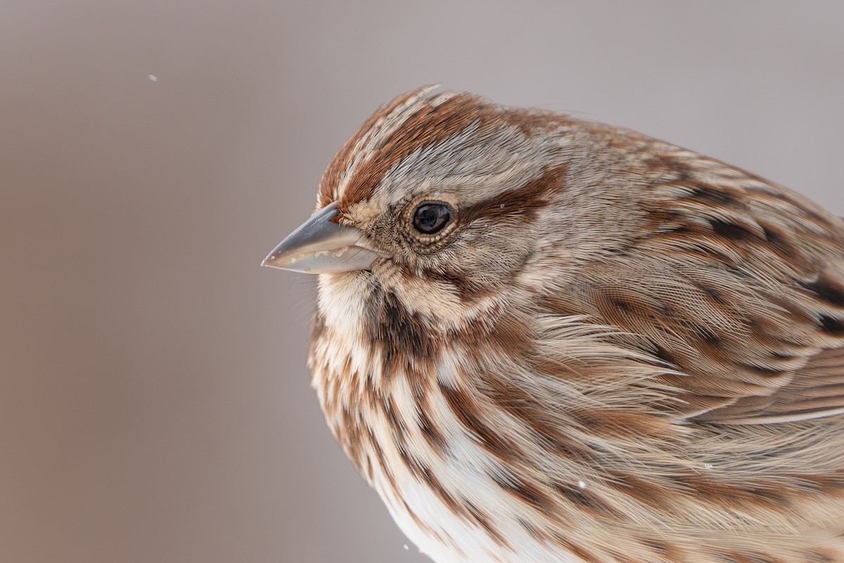 Пасовка співоча - ML646943895