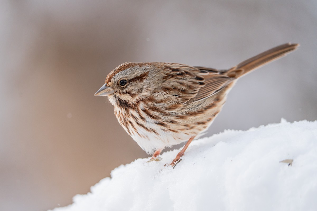 Пасовка співоча - ML646943896