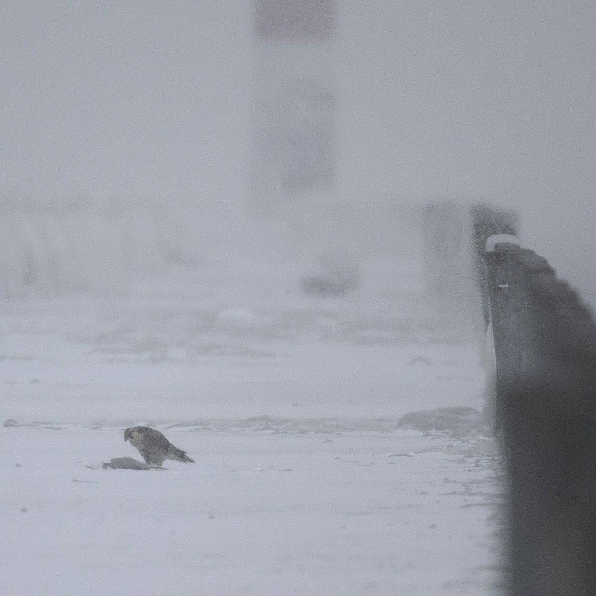Peregrine Falcon - ML646943897