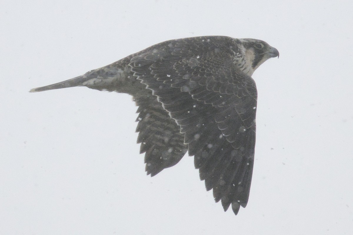 Peregrine Falcon - ML646943898