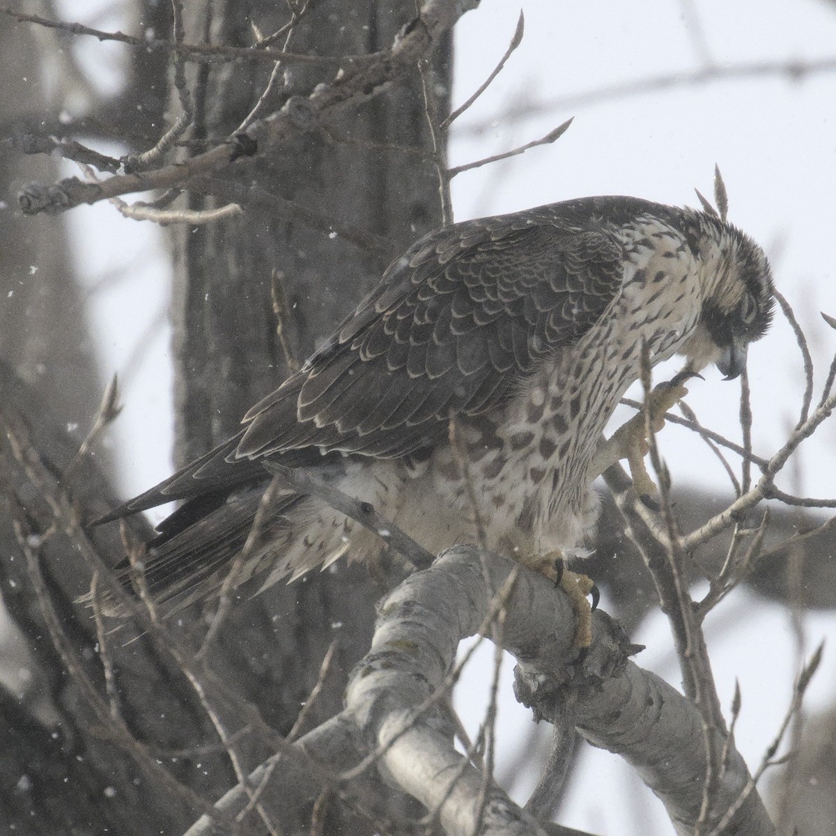 Peregrine Falcon - ML646943899
