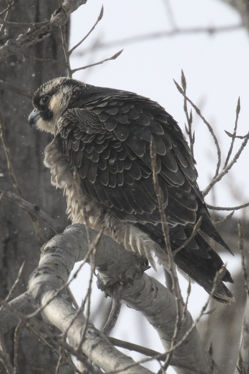 Peregrine Falcon - ML646943900