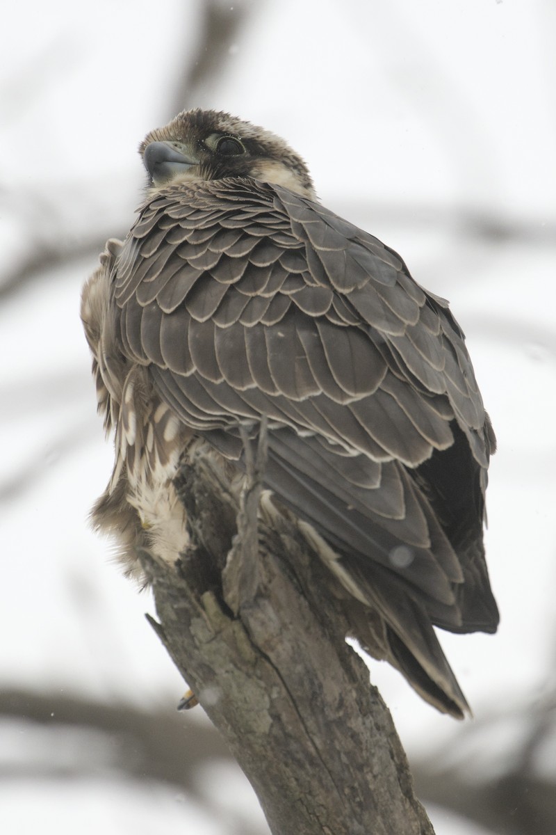 Peregrine Falcon - ML646943901