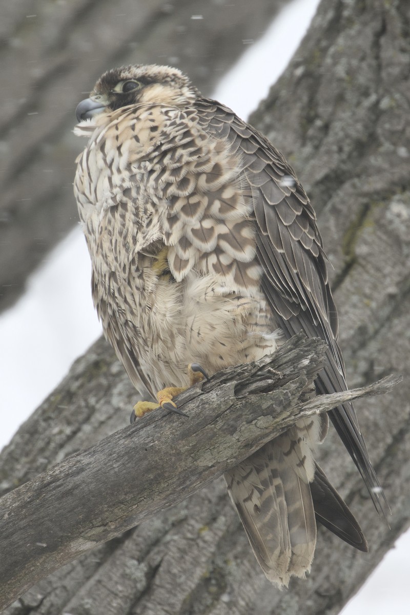 Peregrine Falcon - ML646943902