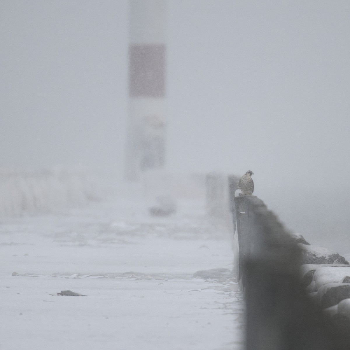 Peregrine Falcon - ML646943903