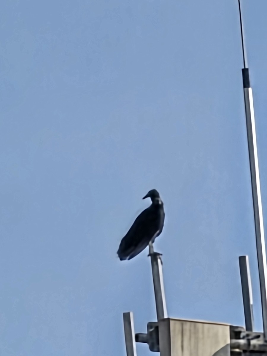 kondor havranovitý - ML646943906