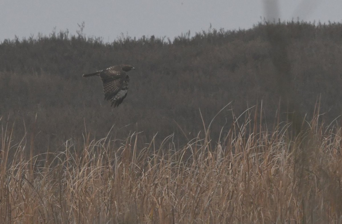 Red-tailed Hawk - ML646943907