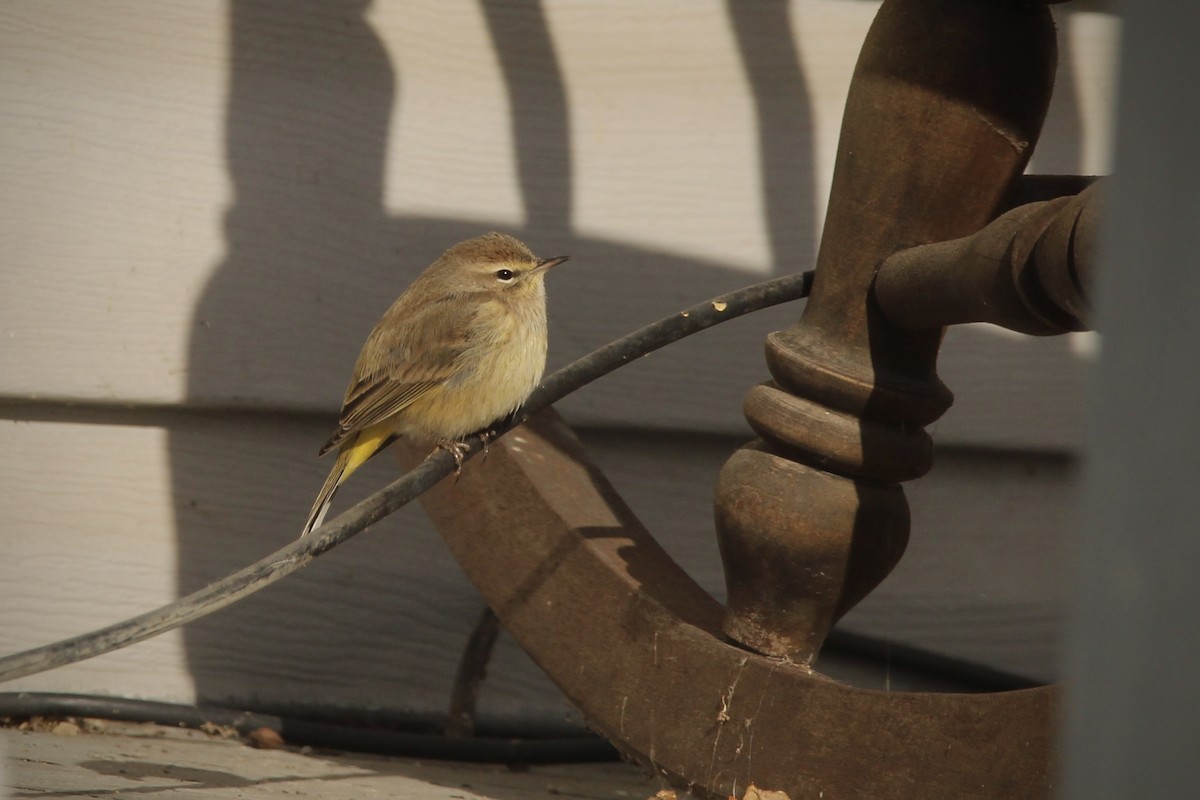 Palm Warbler (Western) - ML646943909