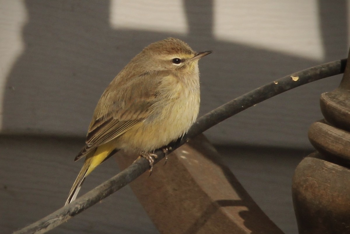 Palm Warbler (Western) - ML646943910