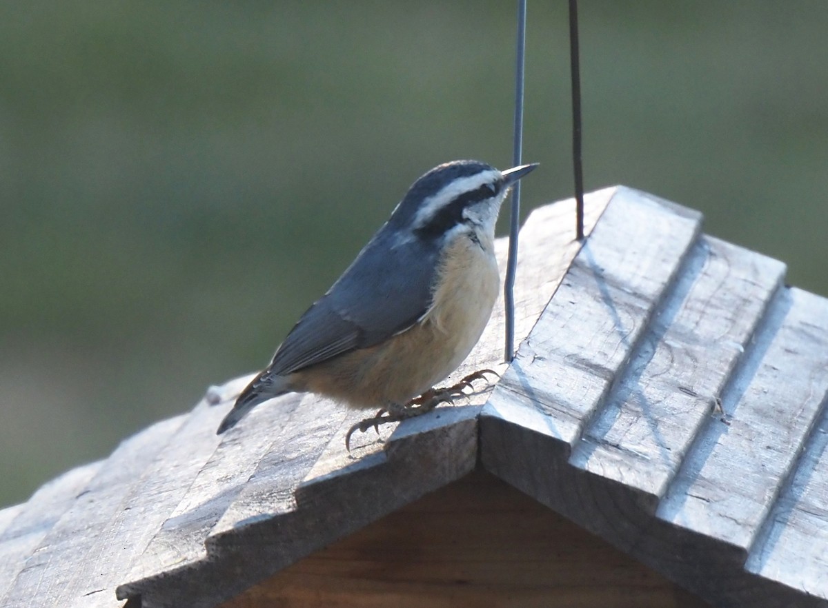 Red-breasted Nuthatch - ML646943911